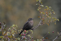 Dawlish Warren National Nature Reserve